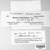Corinectria fuckeliana image